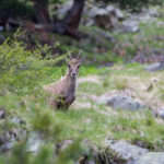 Bouquetin curieux - Yorick Brunet - Along the Ridge