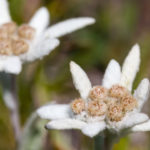Edelweiss - Yorick Brunet - Along the Ridge - Accompagnateur en montagne