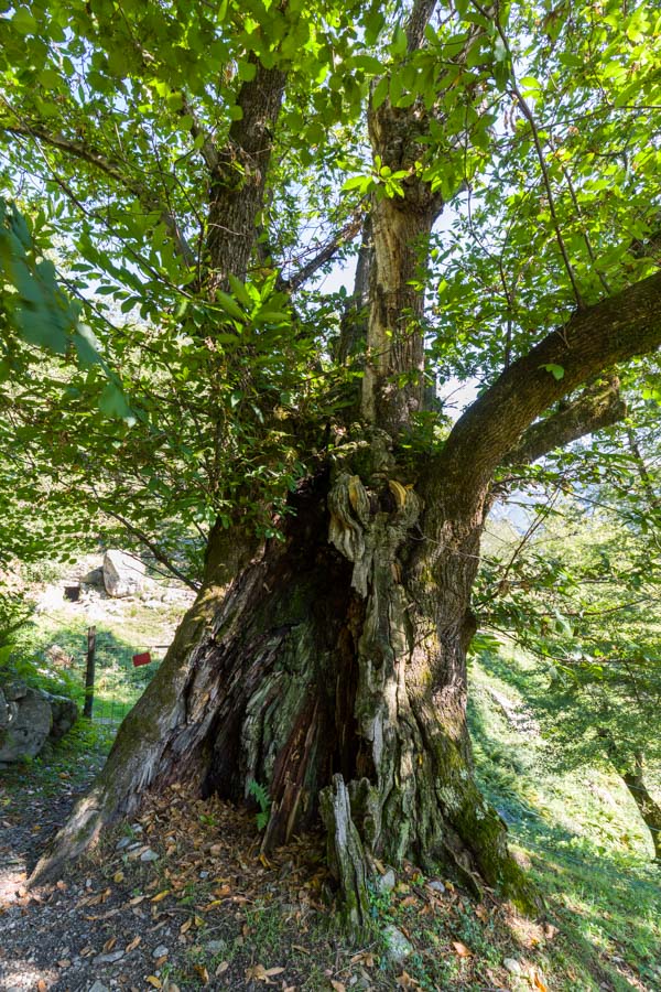 Sur les chemins tessinois - Yorick Brunet - Along the Ridge - Accompagnateur en montagne