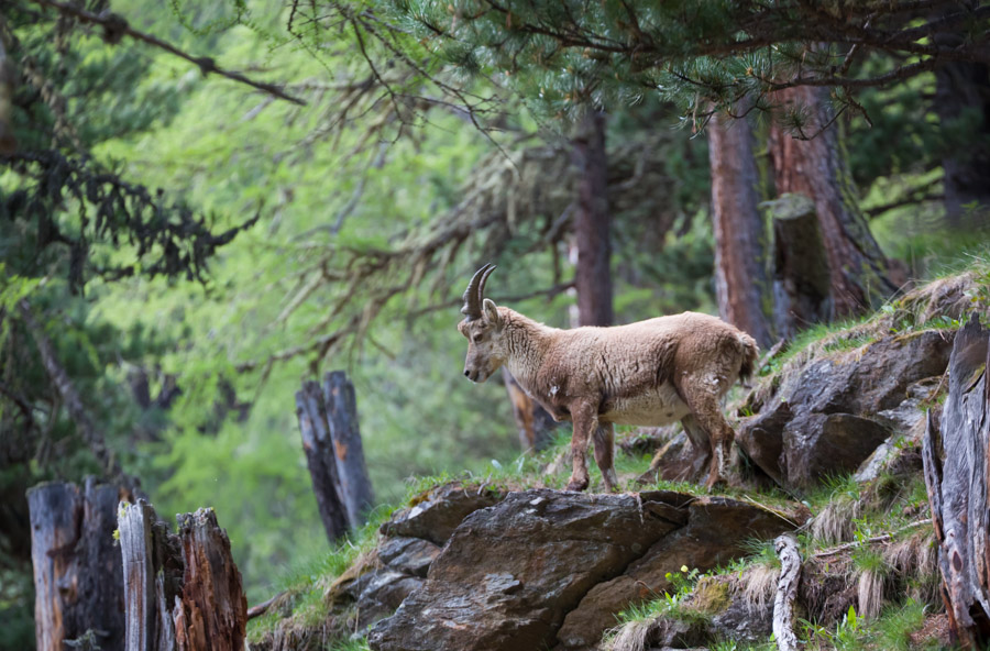 Bouquetin - Yorick Brunet - Along the Ridge - Accompagnateur en montagne